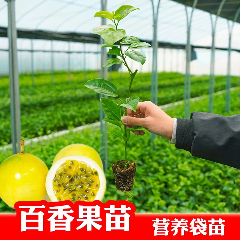 香甜黄金百香果台农百香果果苗嫁接苗纯甜无酸四季结果带土树苗