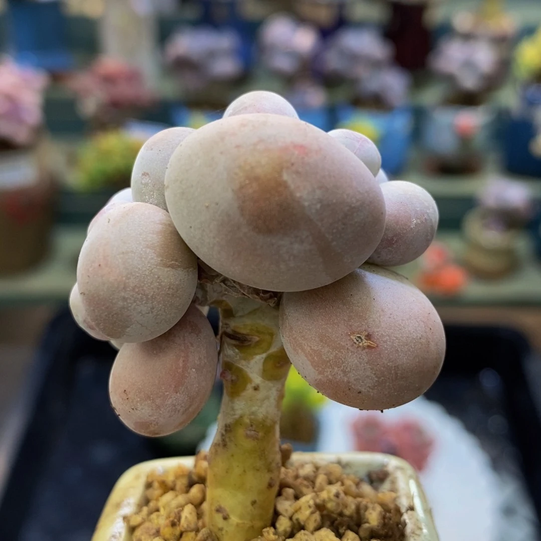 841 芭比奶酪球4 厘米有一片叶子肥炸