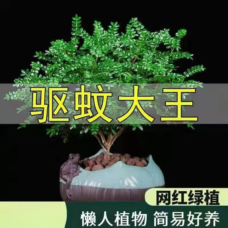 【驱蚊虫】清香木胡椒木盆栽植物盆景美化空气绿植花卉驱蚊草提神