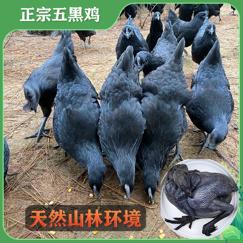 正宗五黑鸡肉2.5斤左右山林放养散养乌骨肉质整鸡顺丰包邮