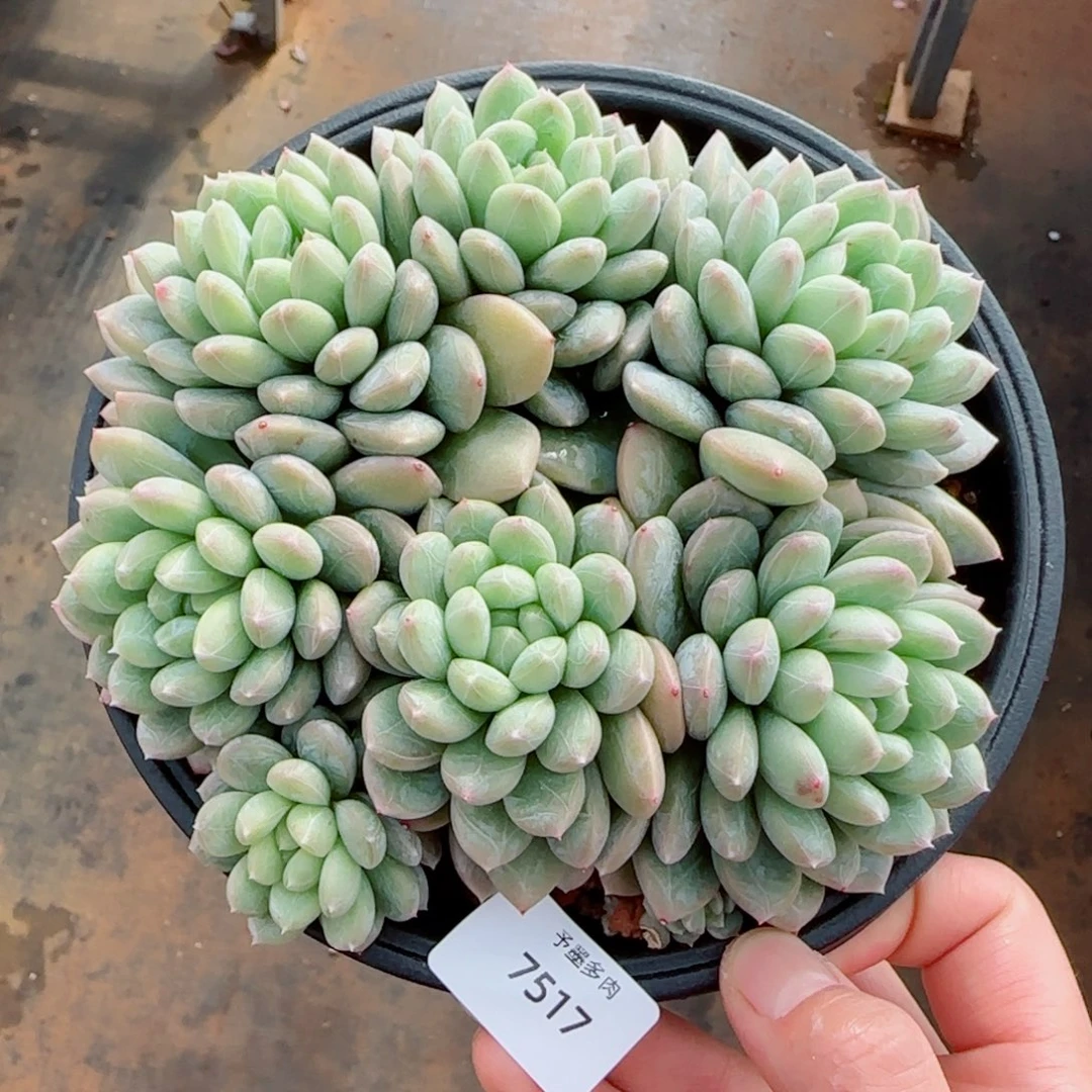 百达翡翠，7517多肉植物
