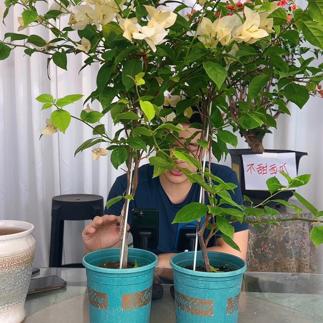 当前无花栽培后可以开花苏瓦那带竹一颗