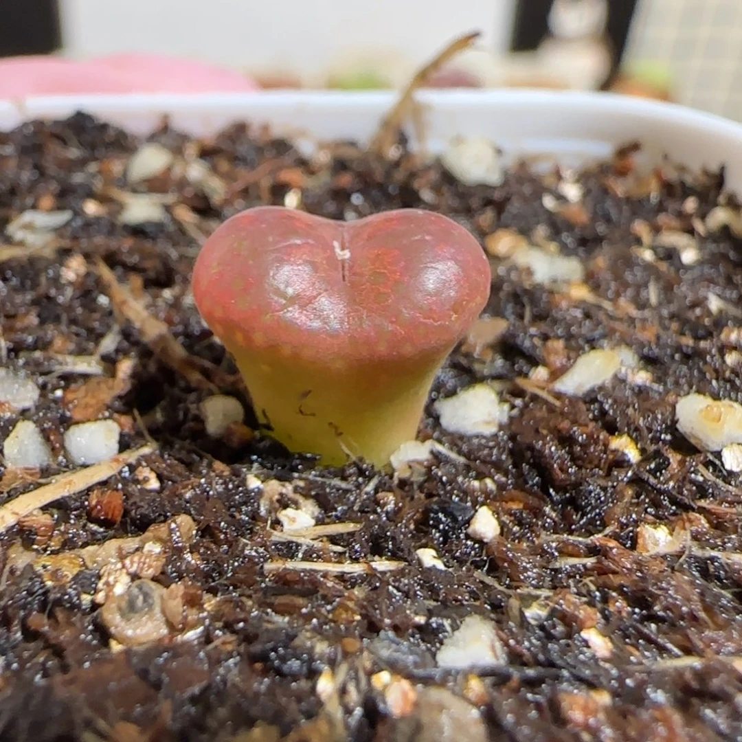 肉锥多肉植物组合-酒红勋章有疤437