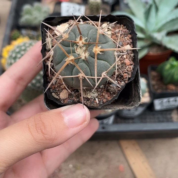 245光淋玉仙人球植物