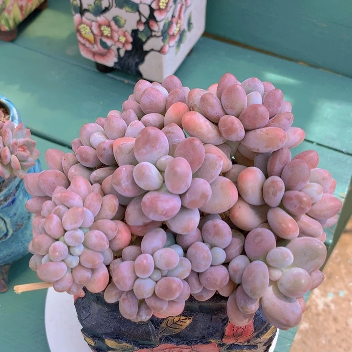 汤圆朵朵缀自然群