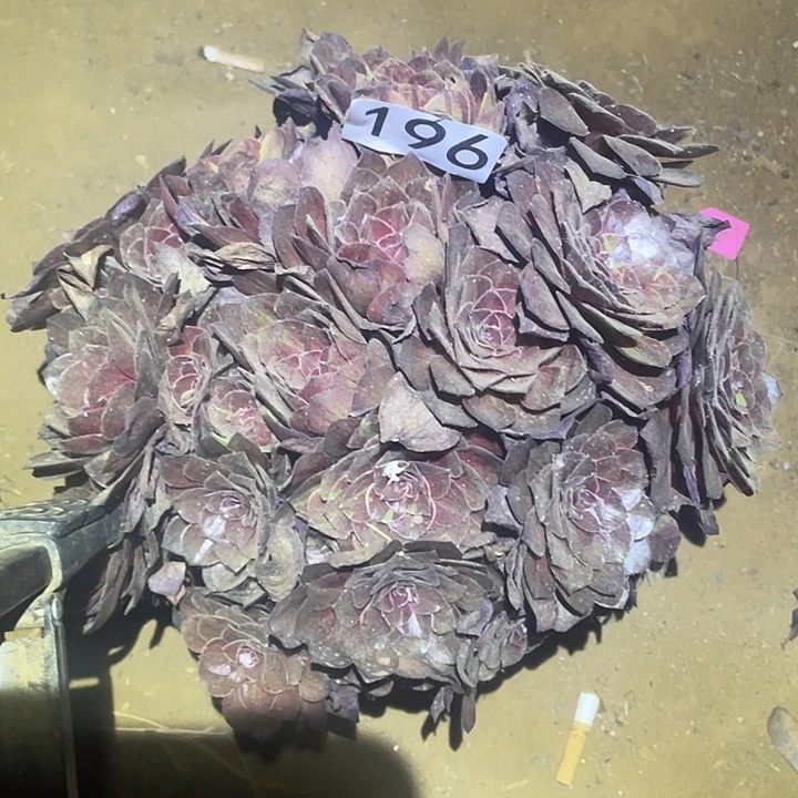 多肉植物法师196花月夜