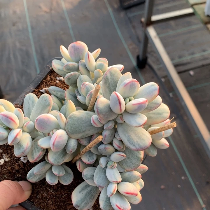 乒乓福娘锦多肉植物多肉植物的