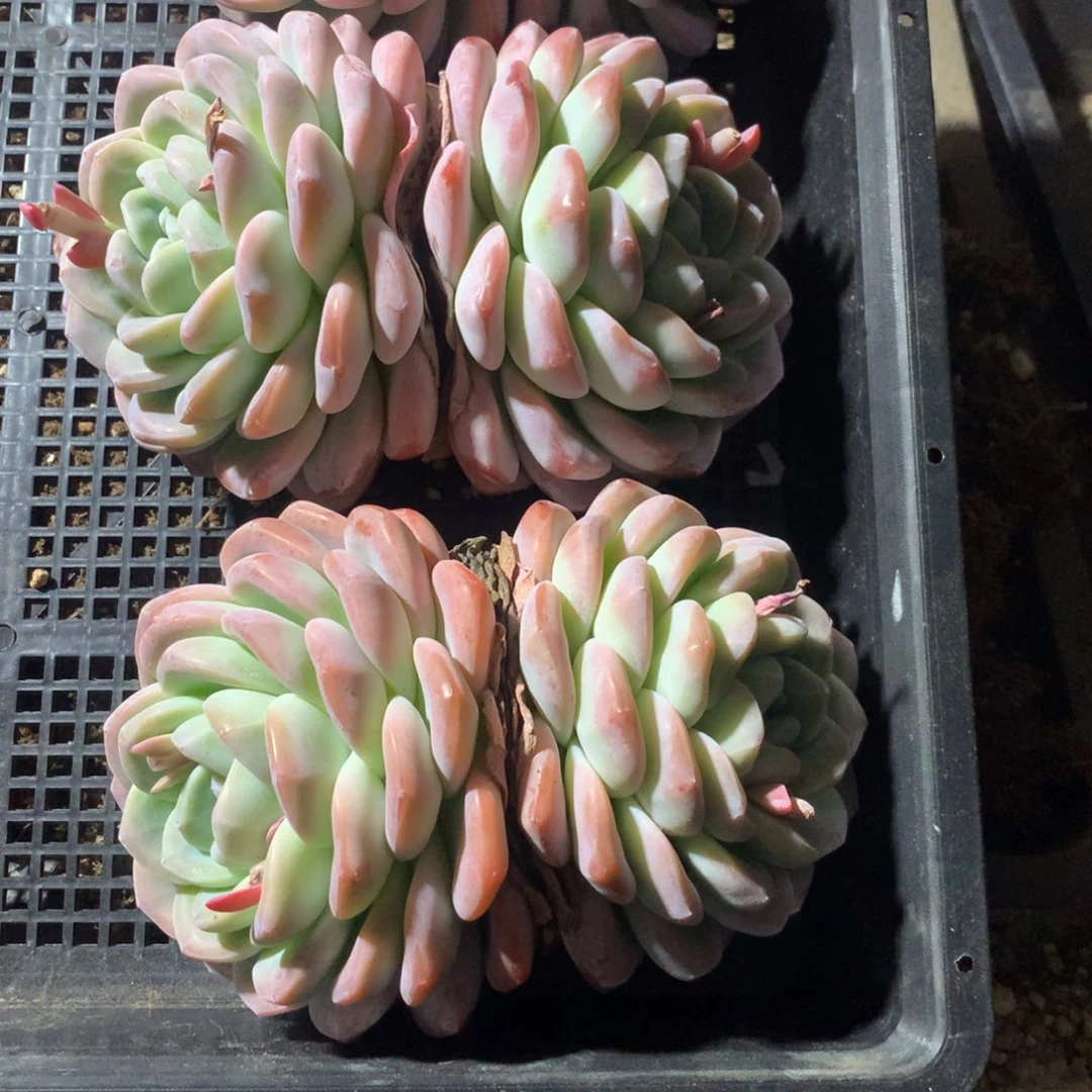 冰玉双头3颗随机发货