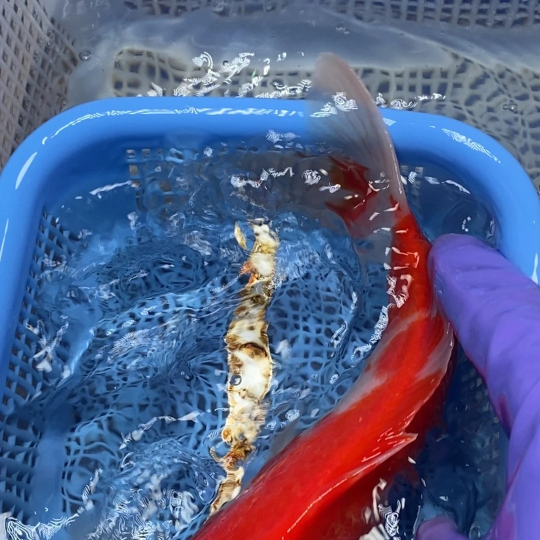 锦鲤冷水锦鲤包邮