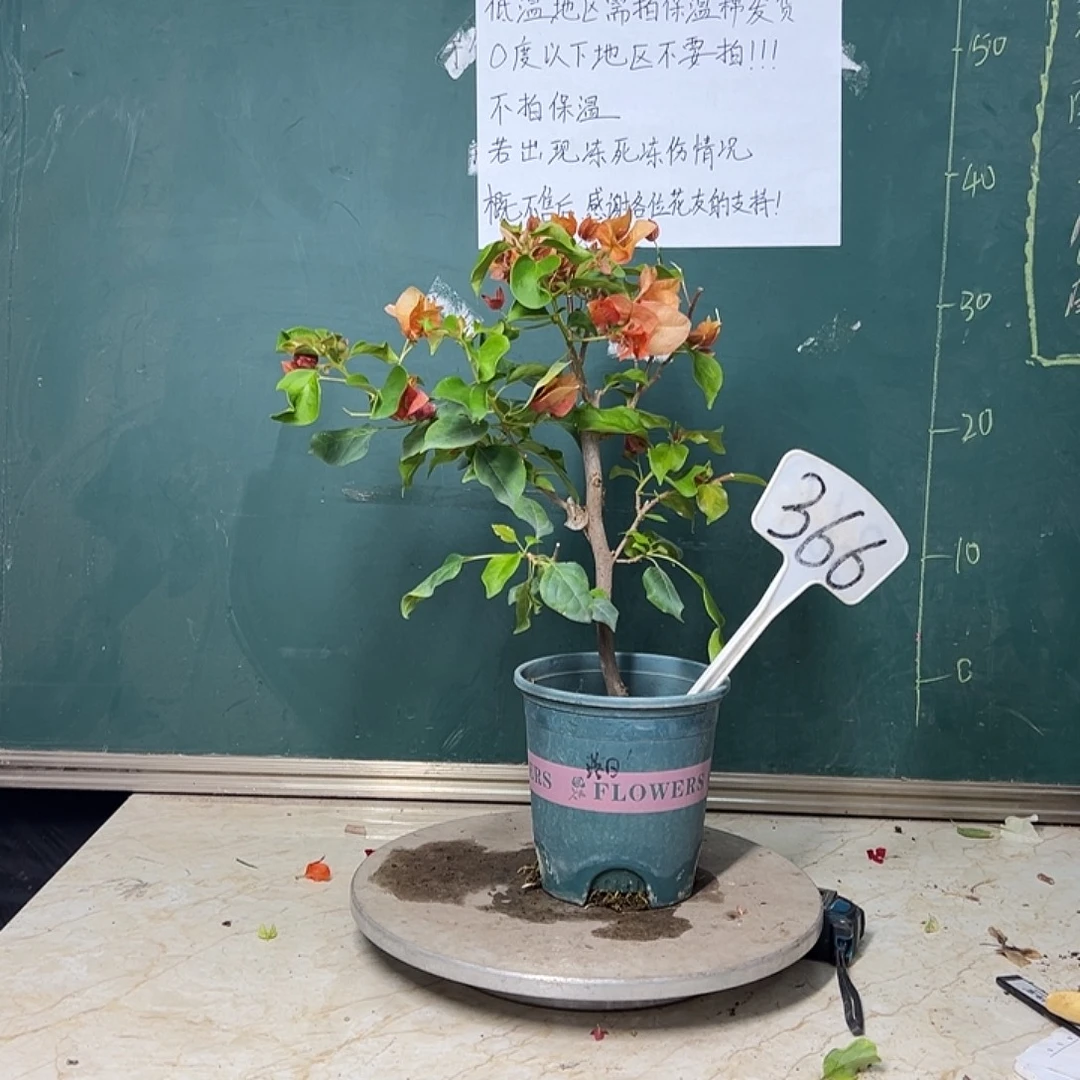 完全开放落日 366