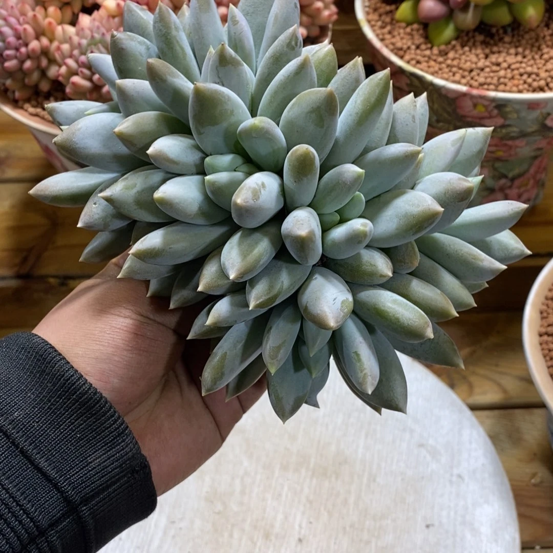 哥特萝莉朵缀多肉植物