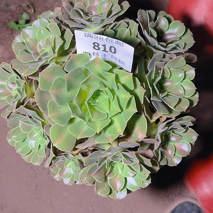 810粉女巫中班多肉植物