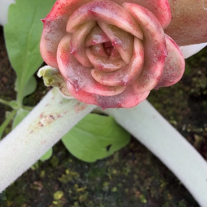 红玫瑰锦多肉锦植物