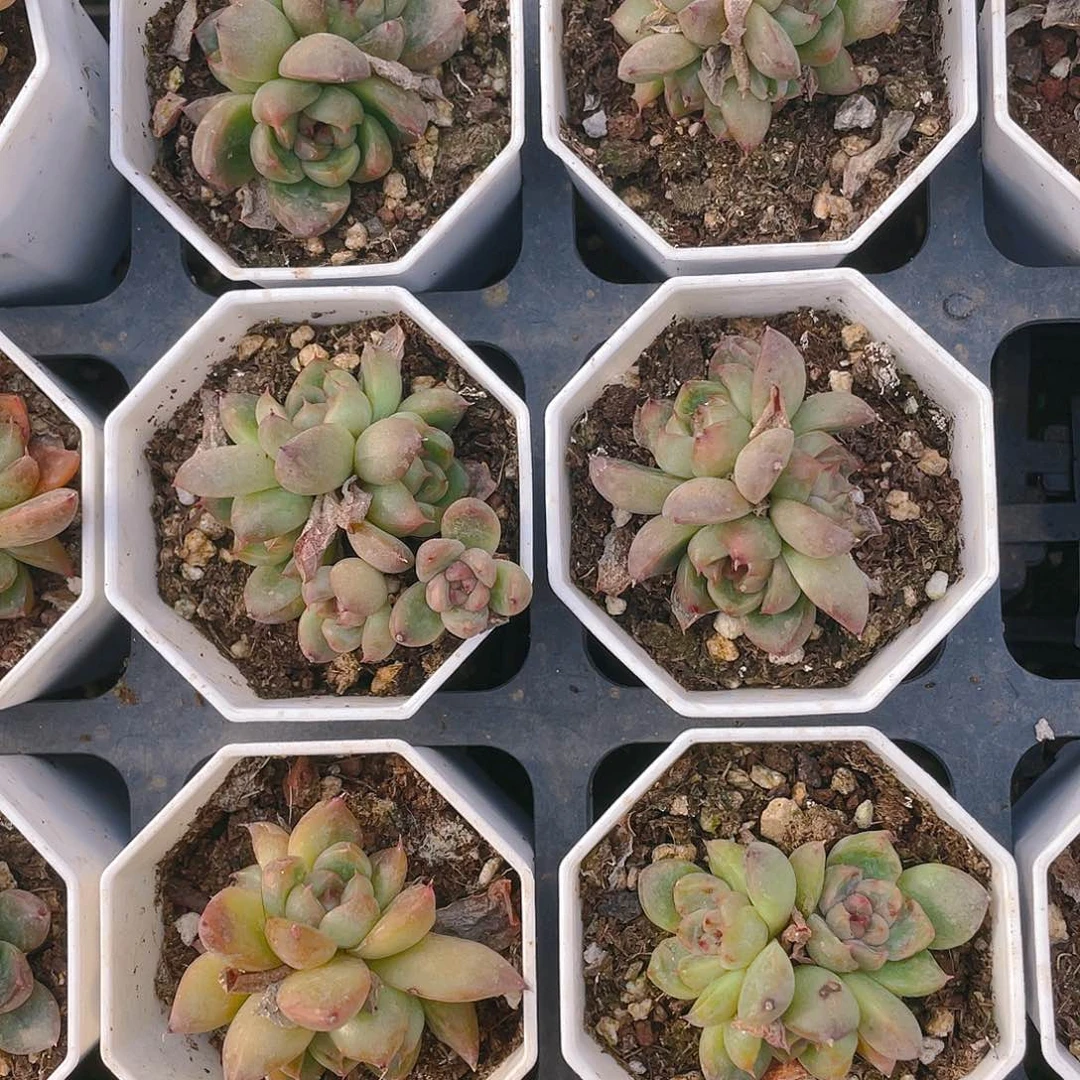 三头皮埃拉珍妮盆一个满25包邮