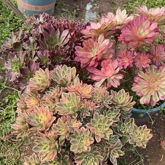 多肉植物组合三个78