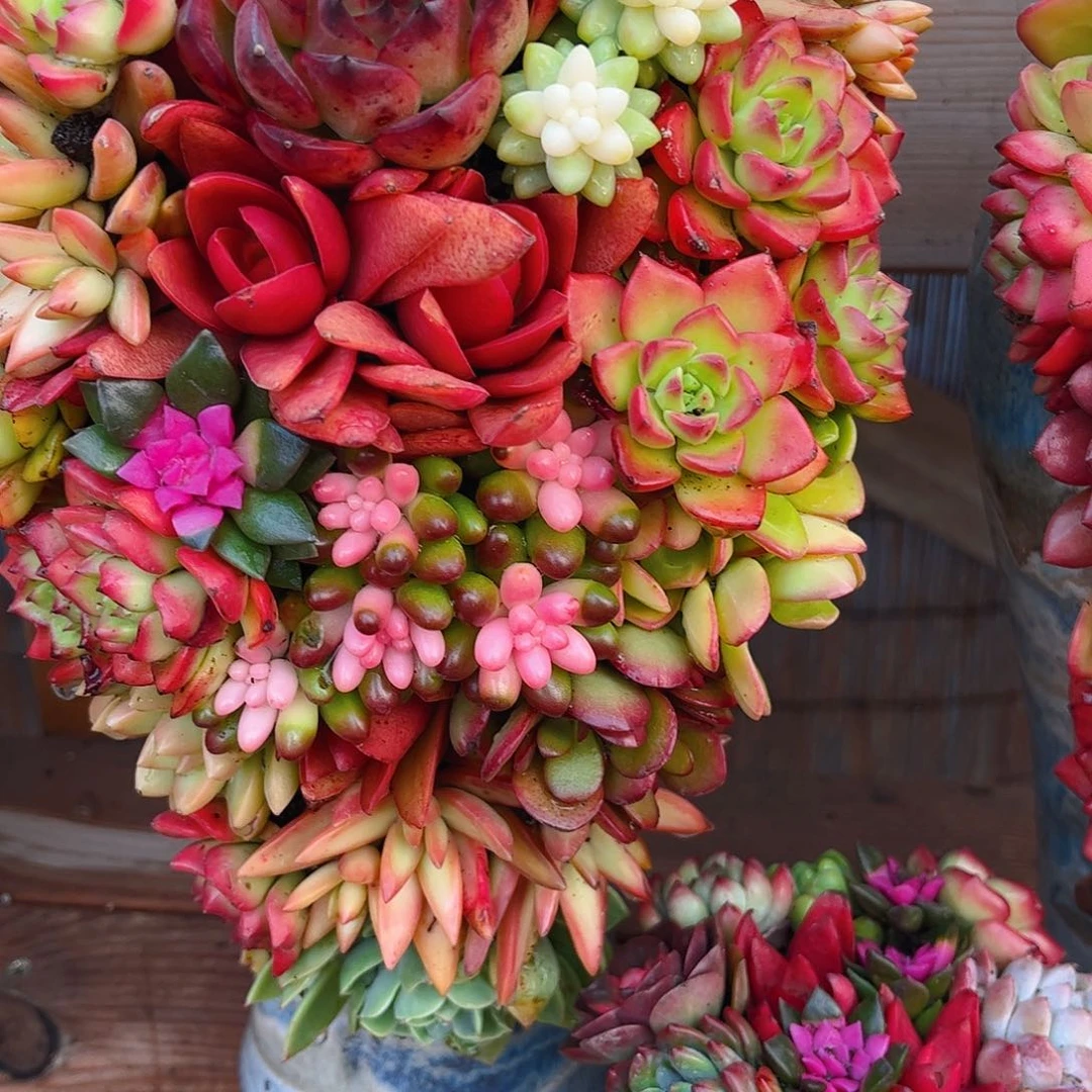 富贵花开 吉祥如意