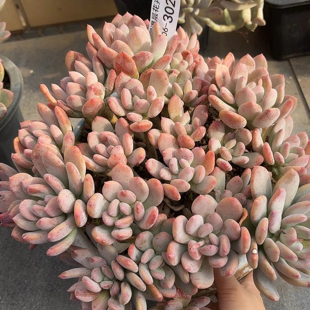 同温层多肉灰姑娘302