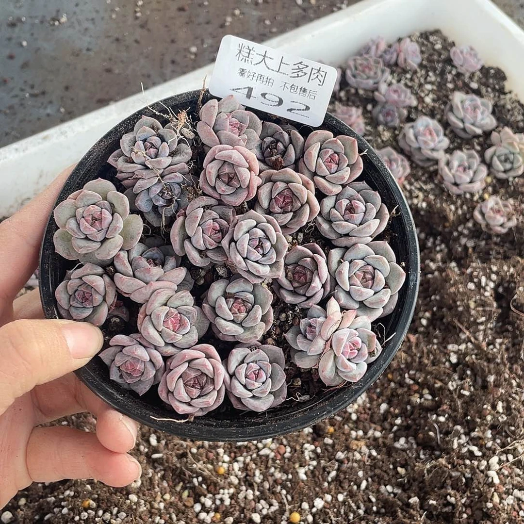 糕大上多肉植物492