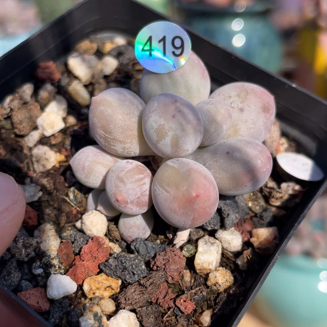 奶酪杂交多肉植物