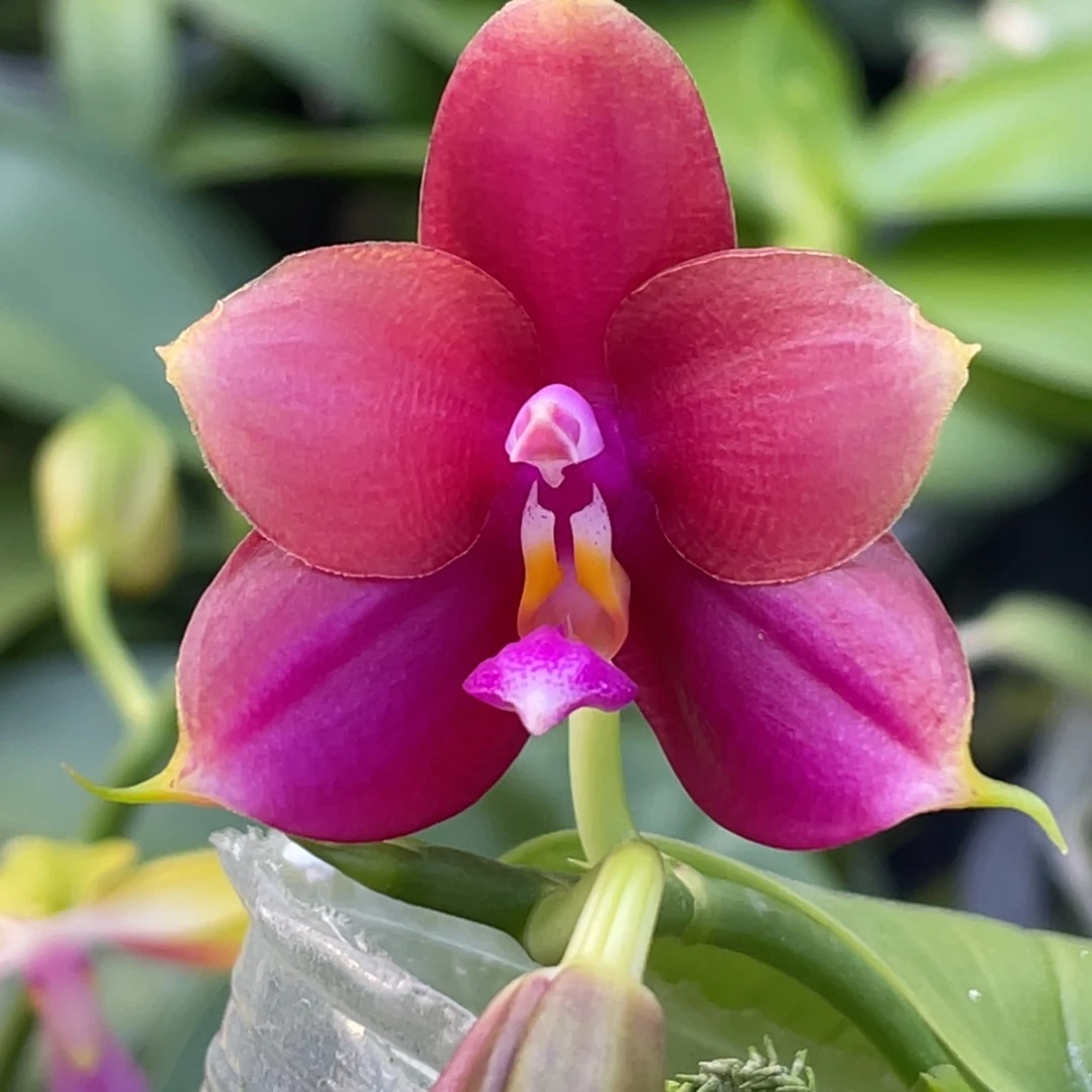 大部分花苞少量开放2222222222