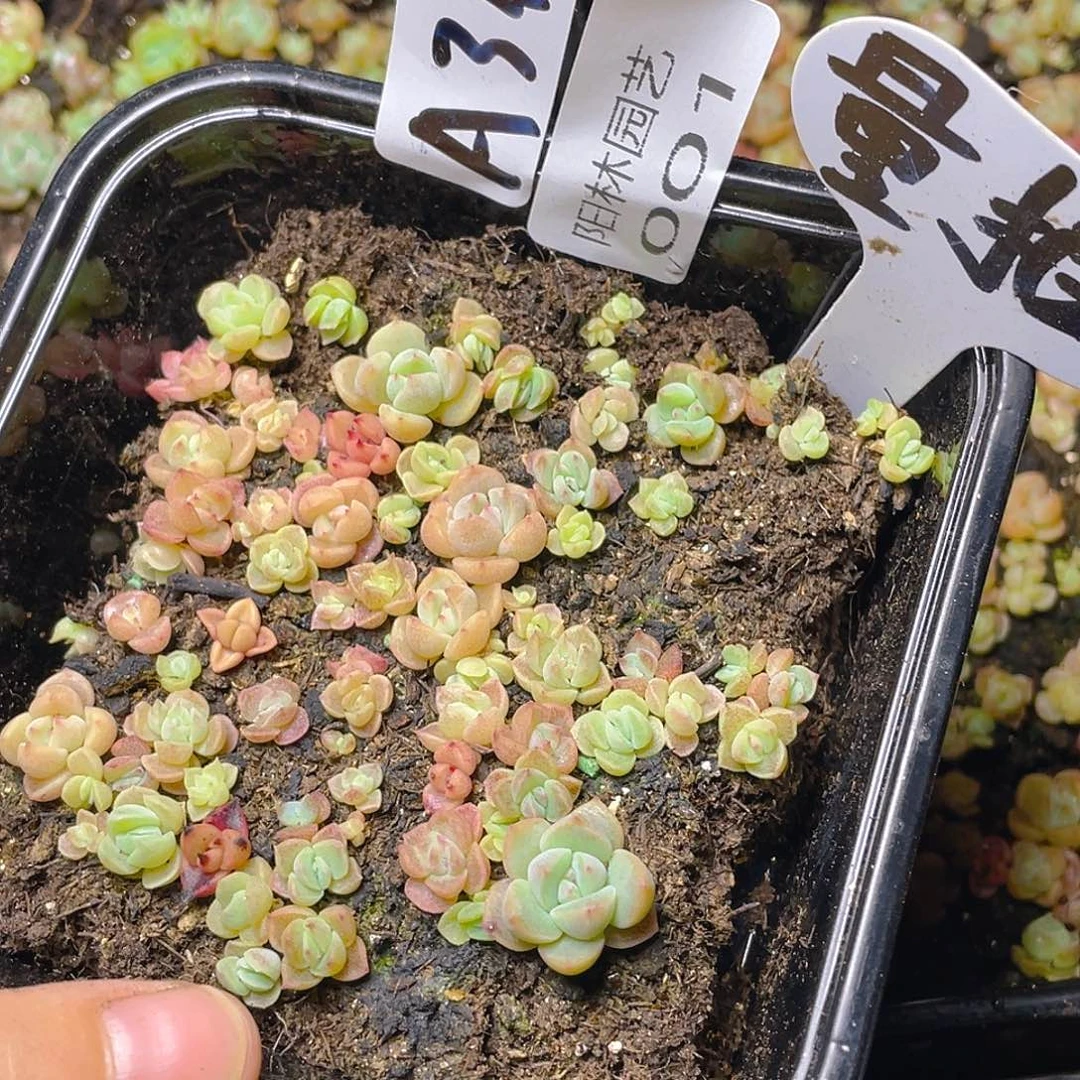 量拍多肉植物多肉植物1