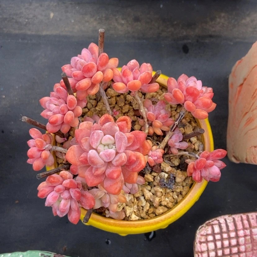 【闪购商品】木糖醇