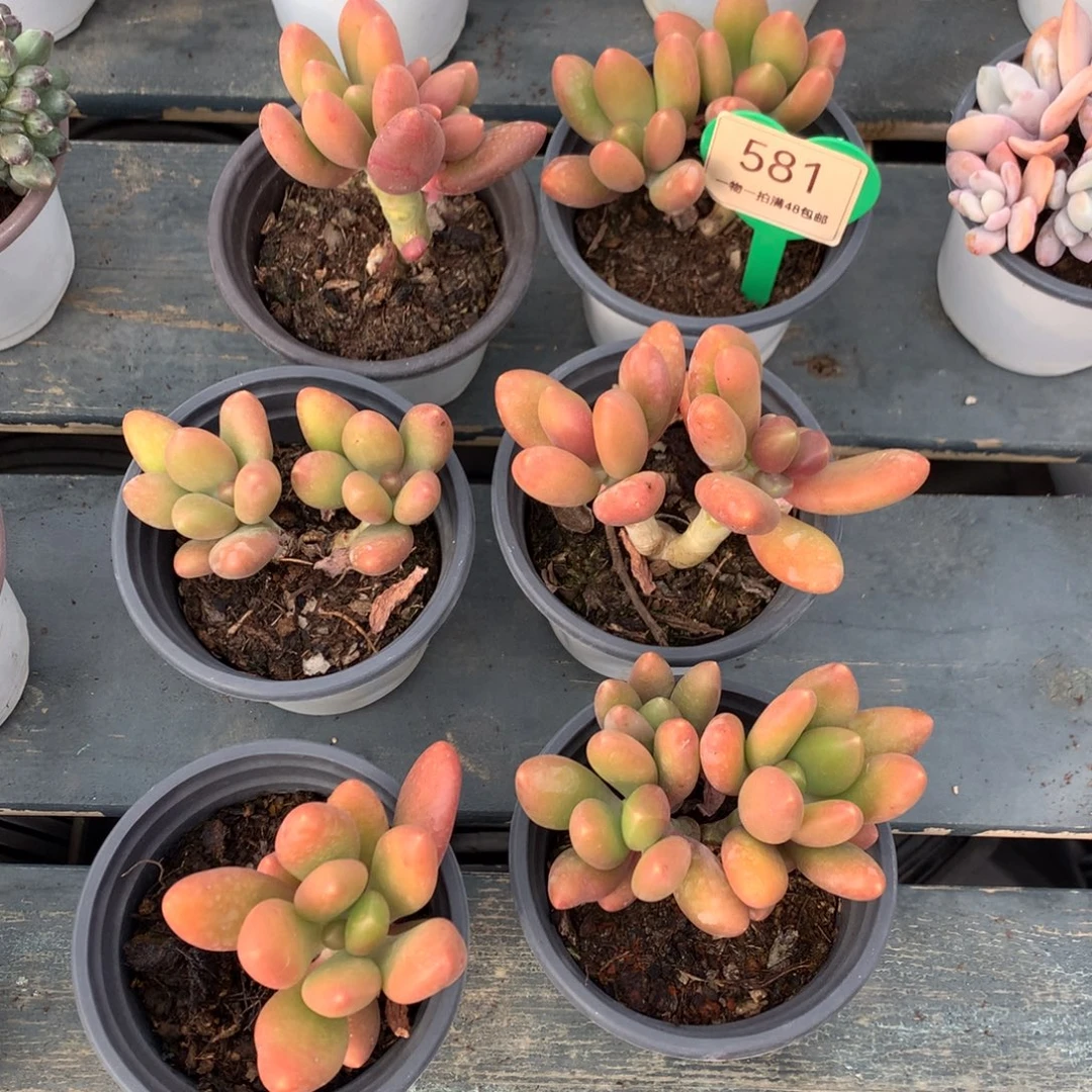 芒果奶6颗开播福利581