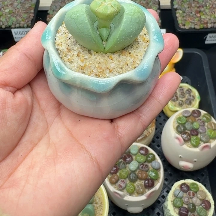 6038零下地区记得拍保温箱