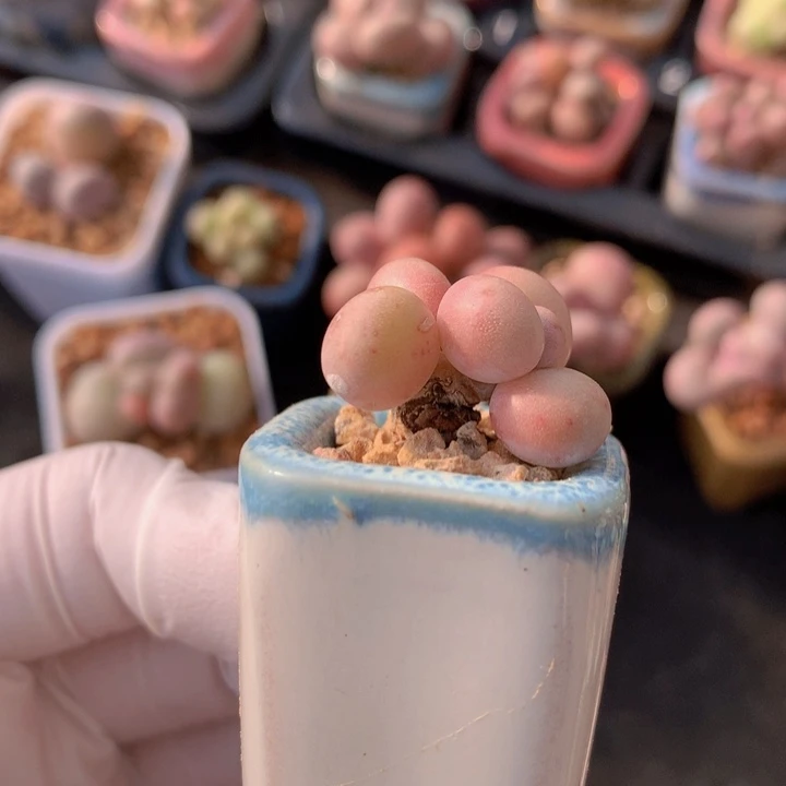 063 库福奶酪 木质桩 树杈造型