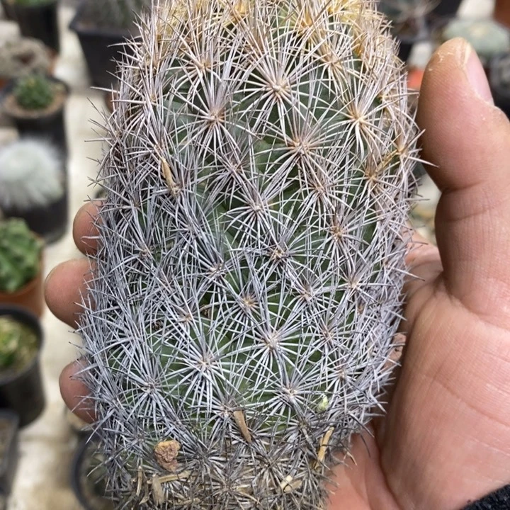 海胆弱根特价福利