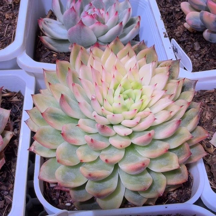 吉尔巴玫瑰锦多肉植物