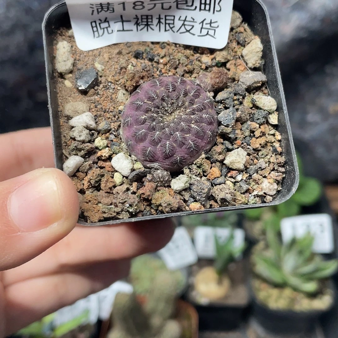 126红丽丸（满18元包邮）