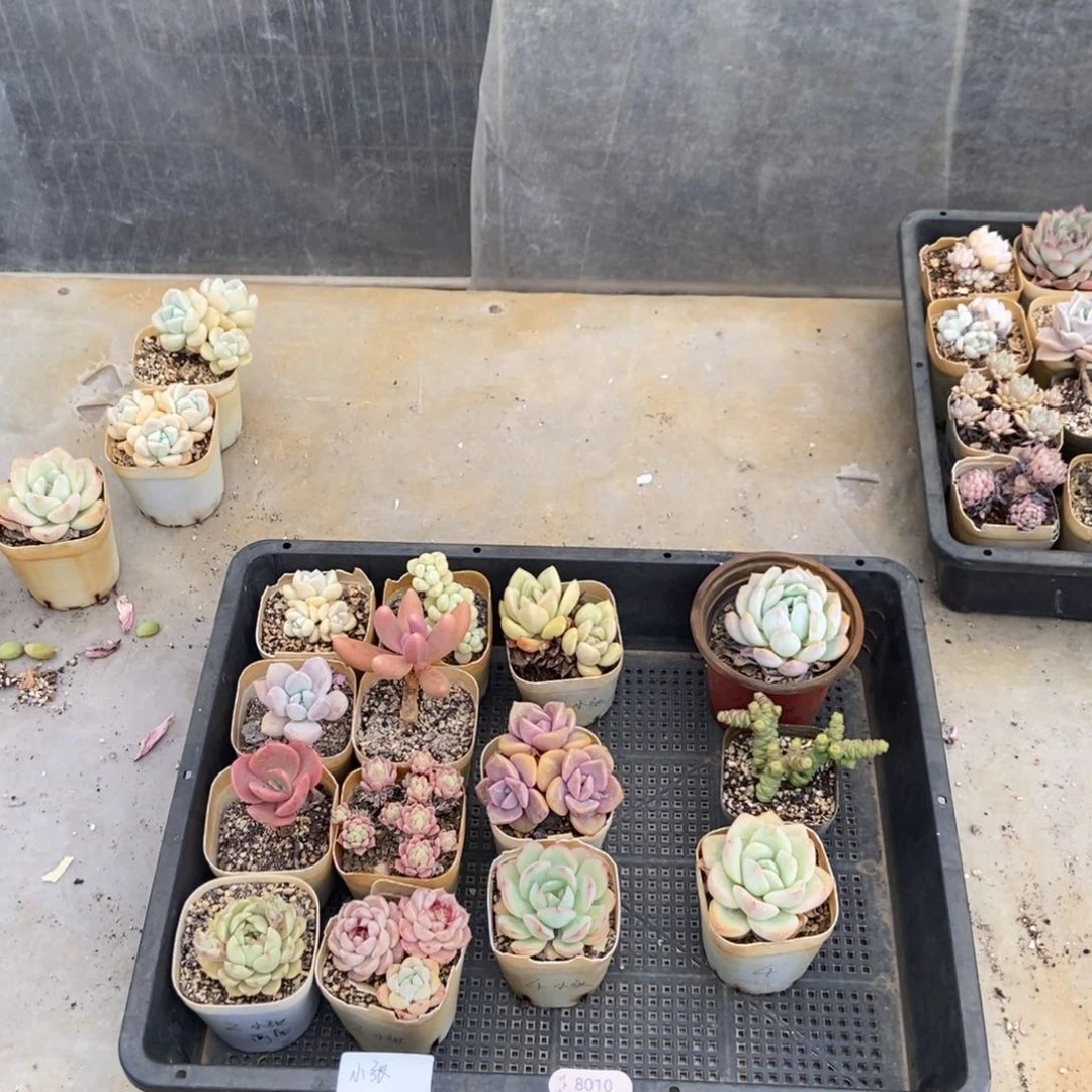 8010号花14个小张专拍圆通