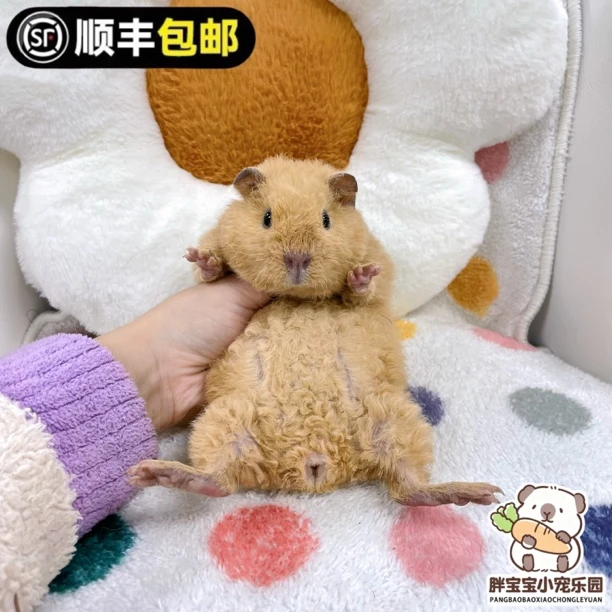 黄美泰妹妹 imomo同款 活体豚鼠