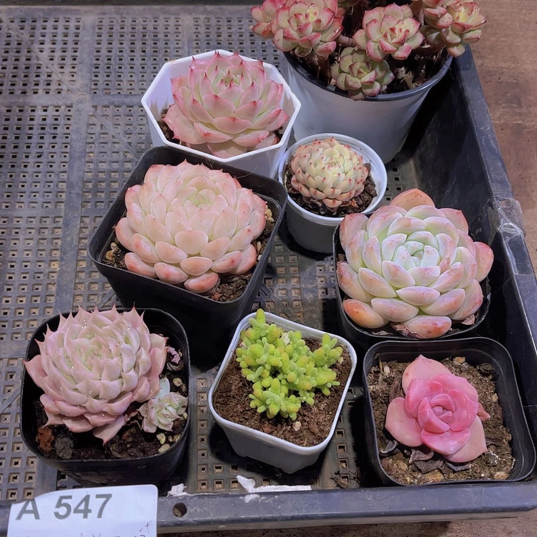 多肉547多肉植物