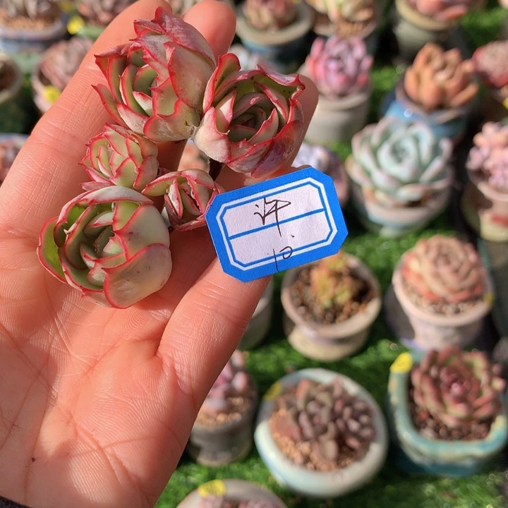 许****许             1花