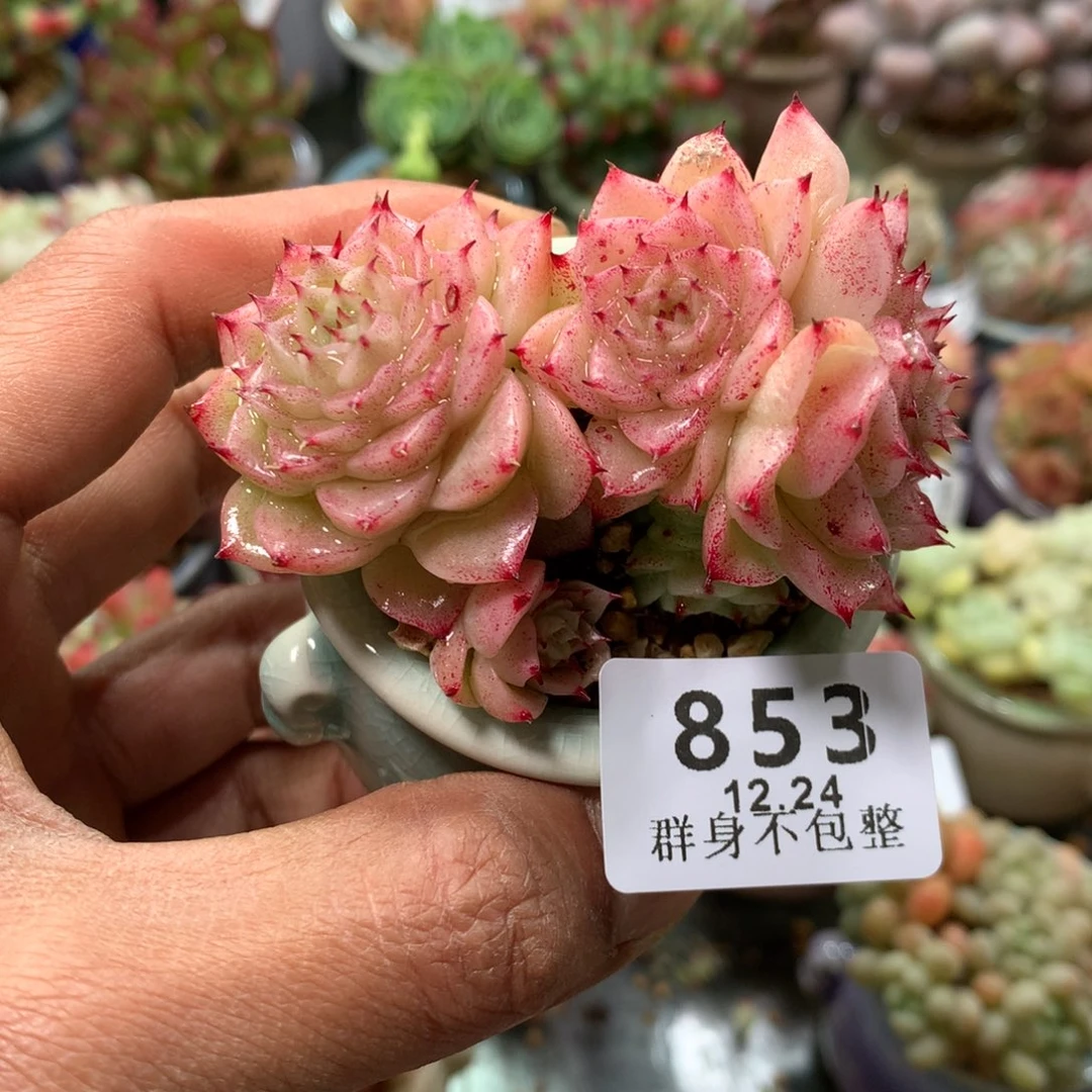 精控拇指盆12.24853