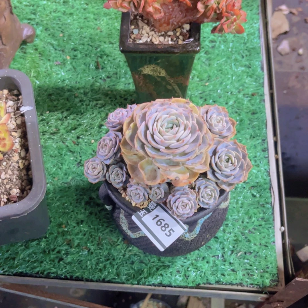 L***O杂多肉植物多肉1685