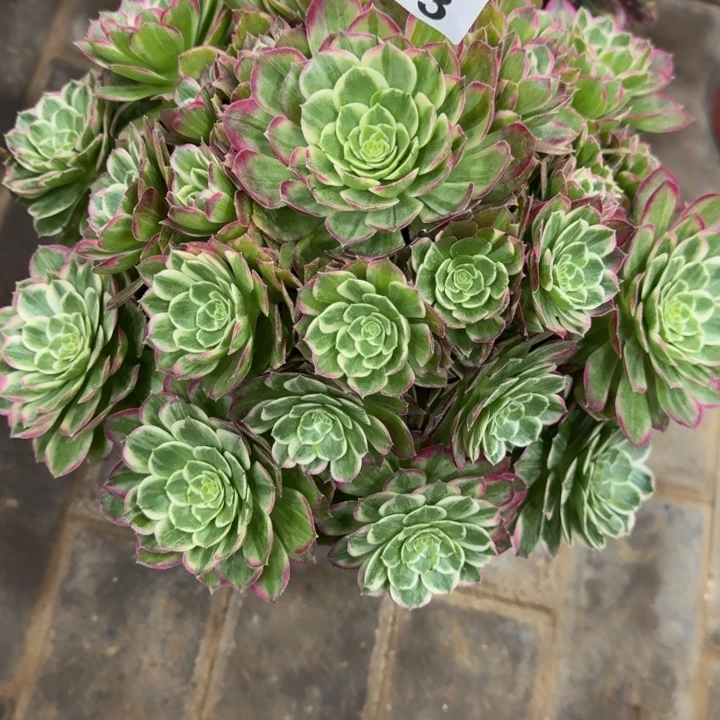 半**茶水晶莲花捧花283肉肉