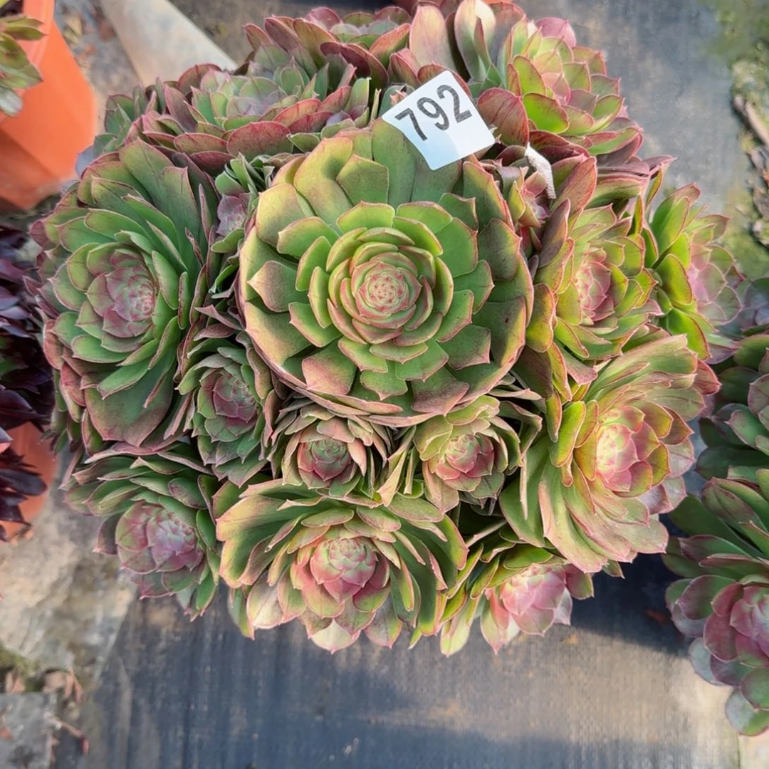 莹*792多肉植物沙拉碗
