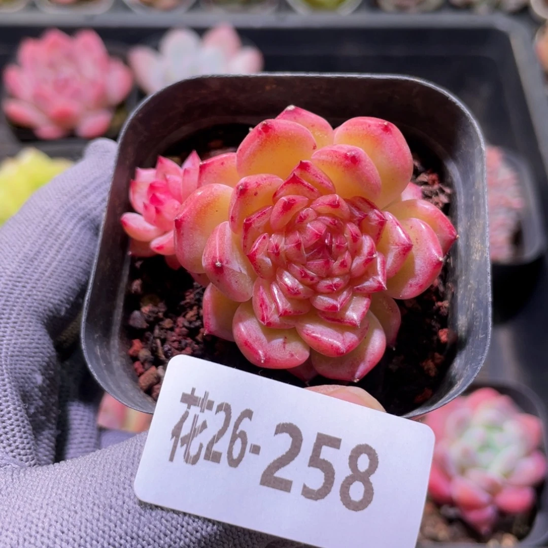 花利美26-258麦秆