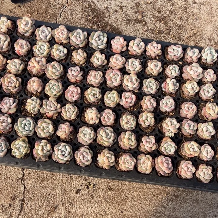 天平公主补差价链接