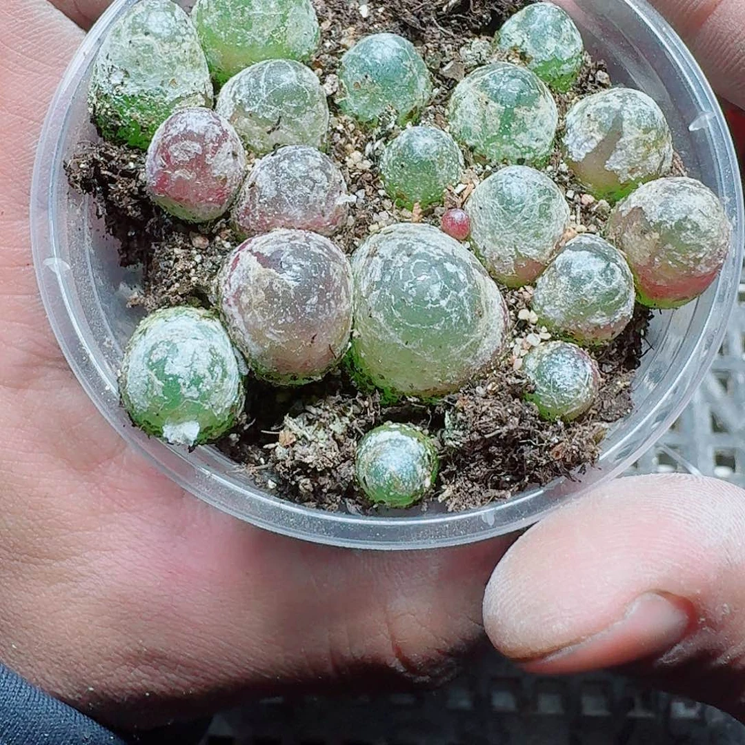 283 多肉植物多肉植物