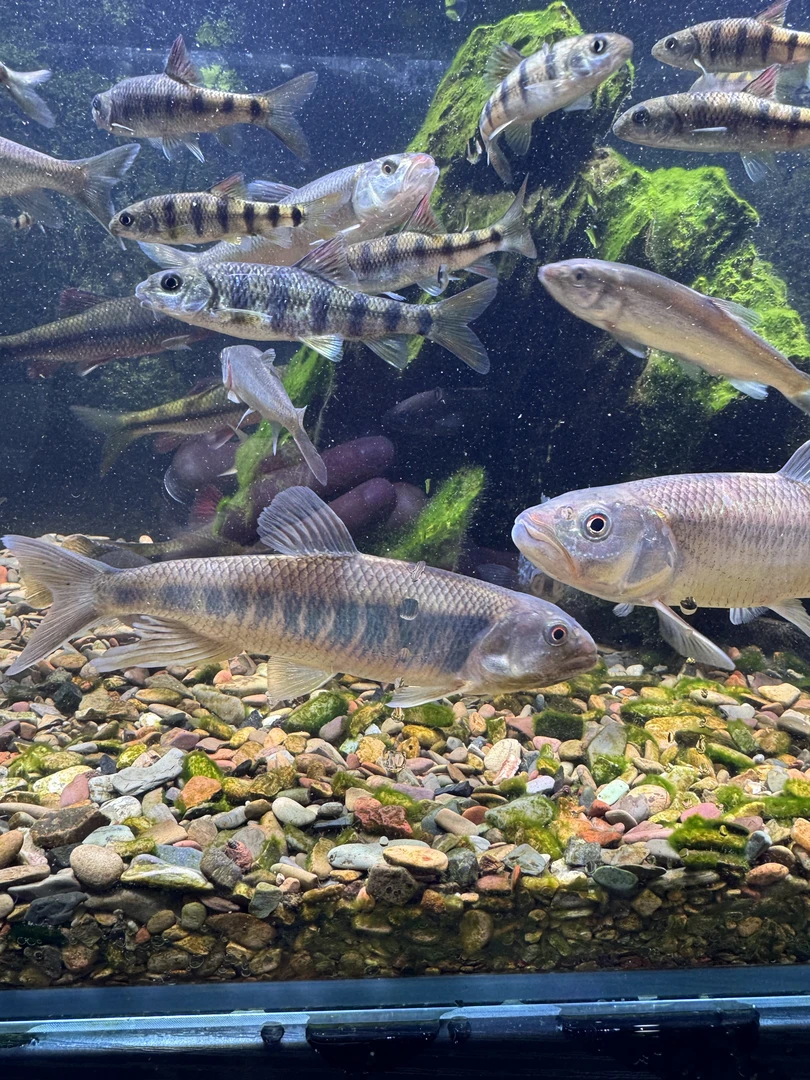 原生溪流鱼巨型马口鱲宽空桃花鱼