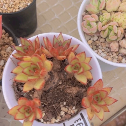 东云杂20193多肉植物