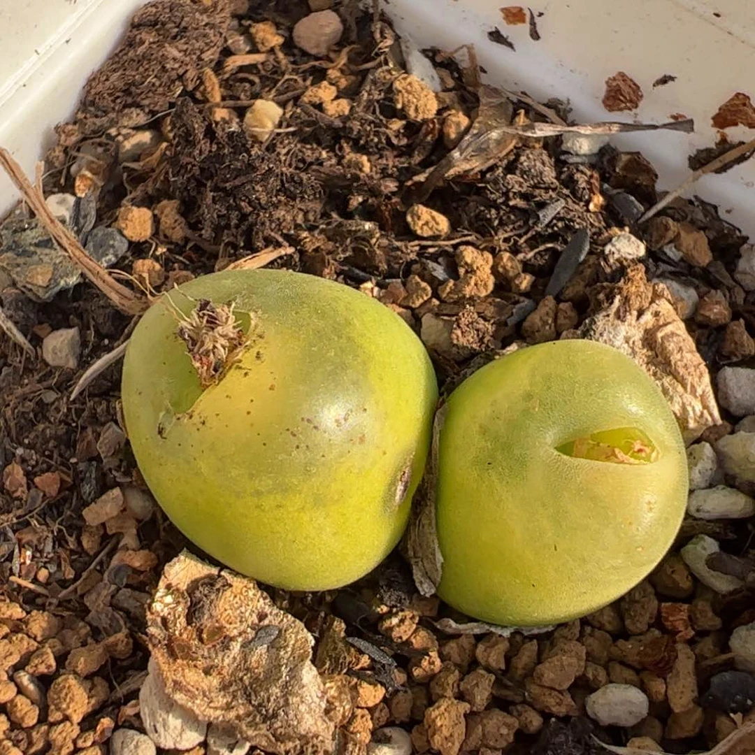 多肉植物百科758