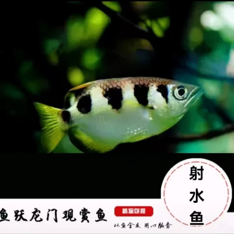 射水鱼水中狙击手热带鱼观赏鱼龙缸配鱼