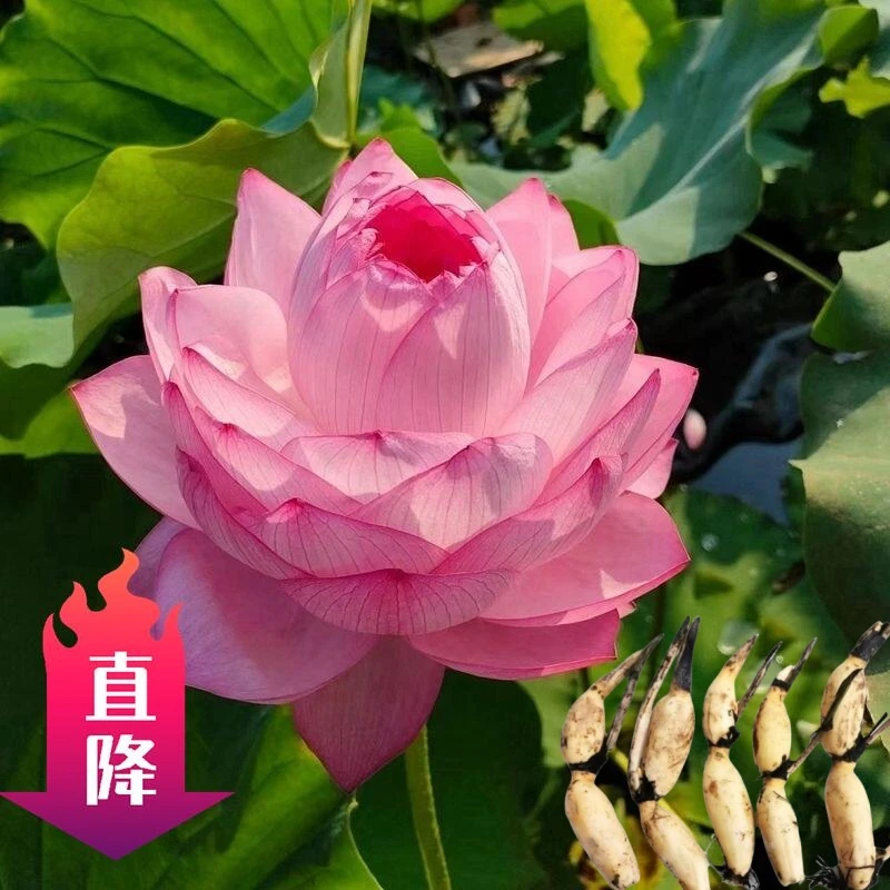 水培植物盆栽池塘发货种藕苗好养重瓣大型花卉睡莲碗莲可观赏食用