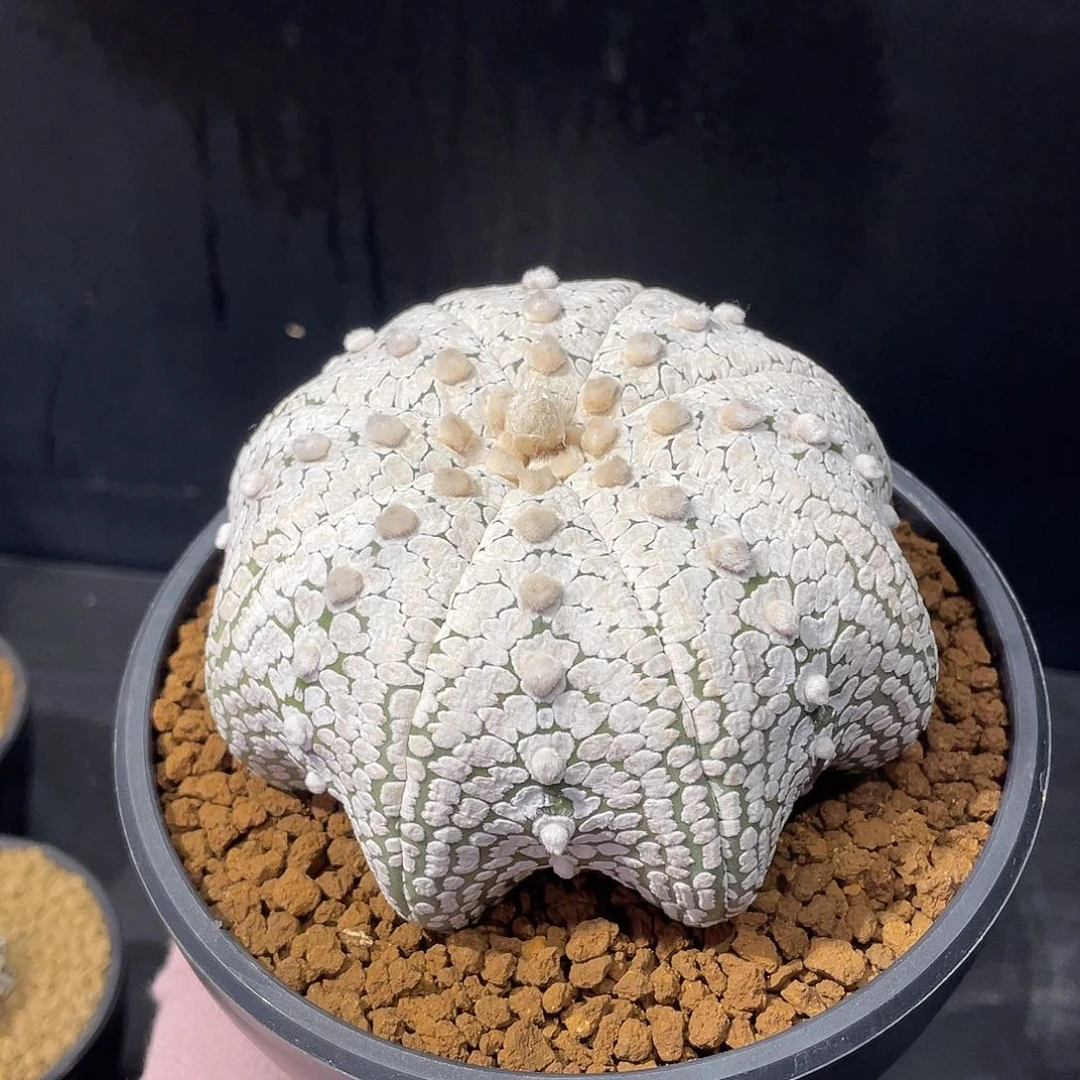 海星浓白兜实生养定