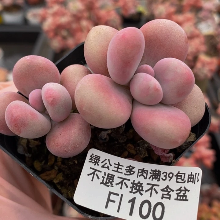 腰子桃蛋6cm100多肉植物